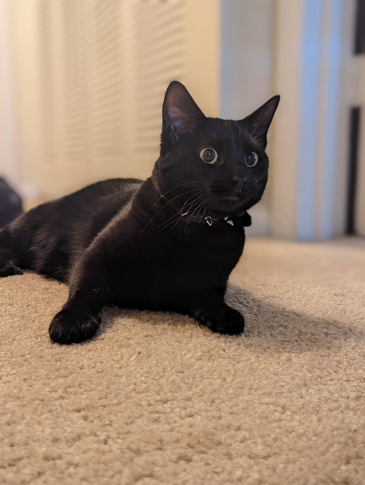 Bubbie joined the competition — help win amazing prizes! black_cat, bombay, carnivore, cat, claw, domestic_short_haired_cat, felidae, flooring, fur, grey, paw, small_to_medium_sized_cats, snout, tail, terrestrial_animal, whiskers