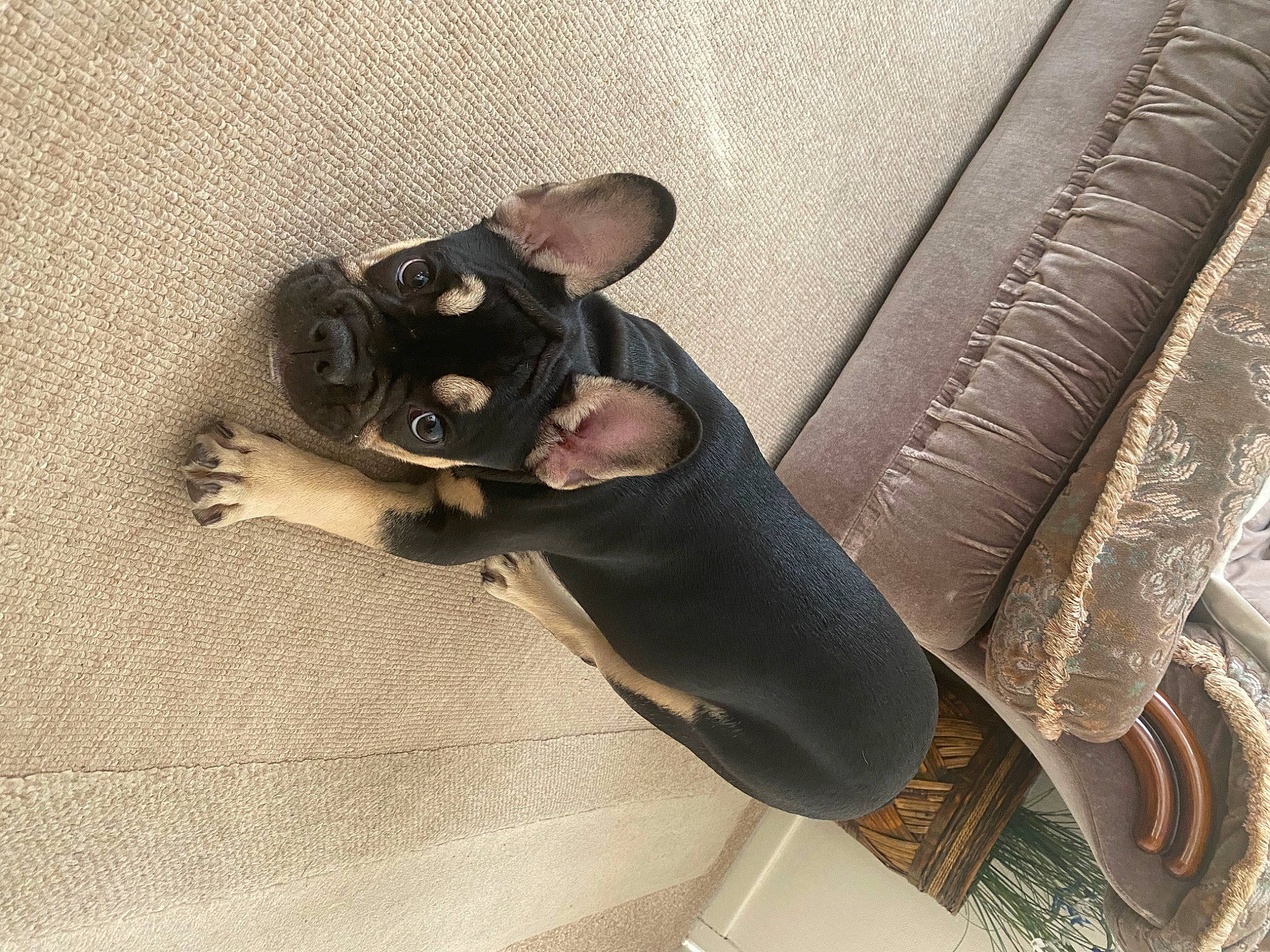 Little Miss Willow Tree is registered to the contest to win money with this photo: auto_part, automotive_design, automotive_exterior, car_seat, car_seat_cover, comfort, elbow, eyewear, family_car, flooring, leather, personal_protective_equipment, room, sitting, suit, sunglasses, thigh, vehicle_door, waist, wood