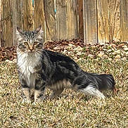Lenny joined the competition — help win amazing prizes! cat, long_hair, outdoor, grass, wooden_fence, alert, animal, pet, nature, fur, whiskers, ears, tail, brown, black, white, striped, portrait, standing, daylight