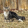 cat, long_hair, outdoor, grass, wooden_fence, alert, animal, pet, nature, fur, whiskers, ears, tail, brown, black, white, striped, portrait, standing, daylight