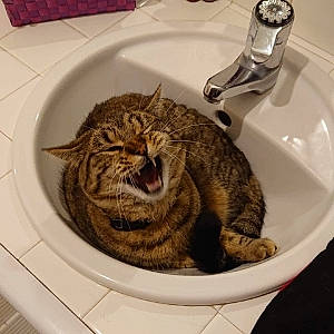 Doudou participe au concours pour gagner de l'argent avec cette photo : bathroom, bathroom_accessory, bathroom_sink, carnivore, cat, ceramic, domestic_short_haired_cat, felidae, fluid, fur, plumbing, plumbing_fixture, serveware, sink, small_to_medium_sized_cats, snout, tableware, tap, terrestrial_animal, whiskers