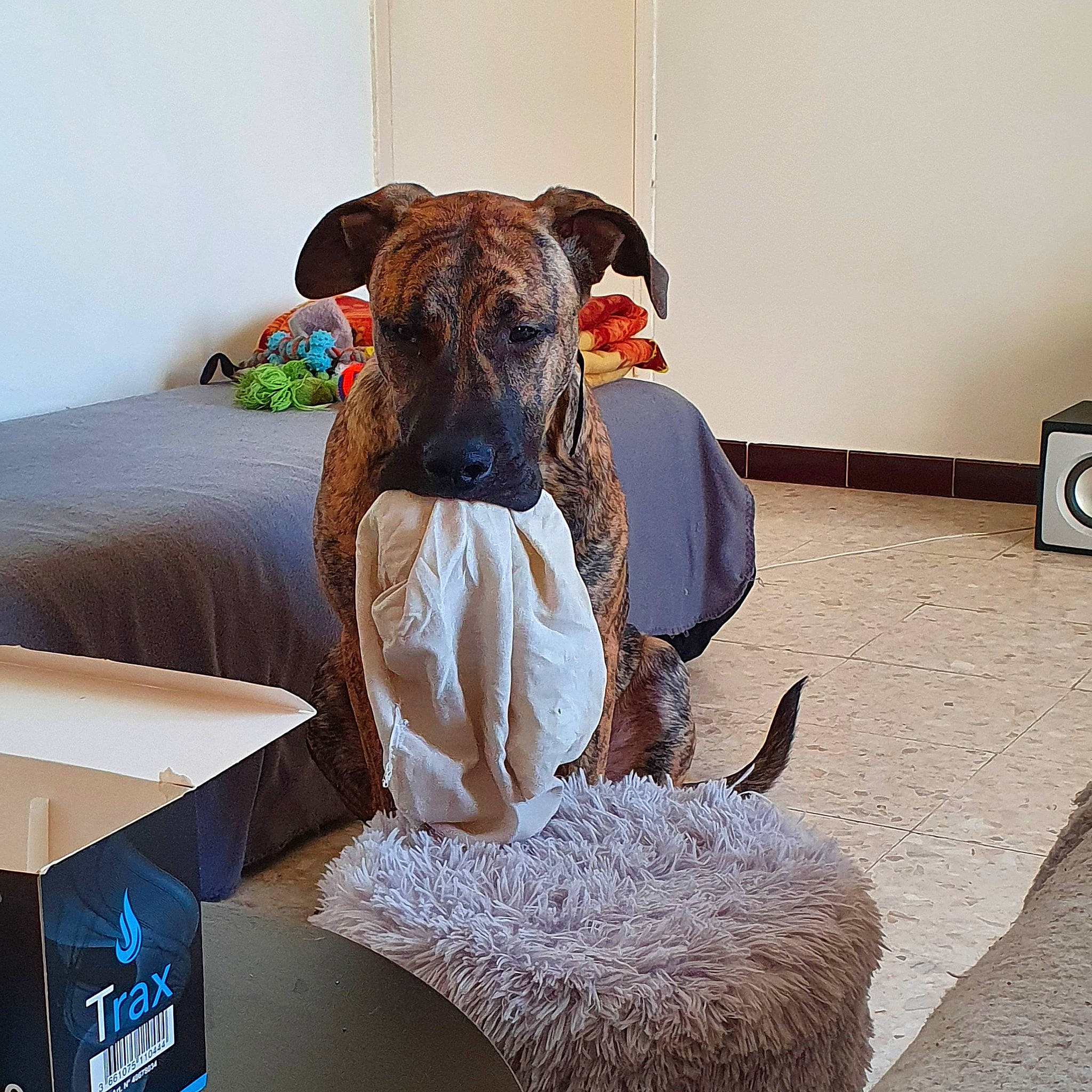 Milo a rejoint le concours — aidez-le/la à gagner de superbes lots ! canidae, carnivore, chair, collar, comfort, companion_dog, couch, dog, dog_breed, dog_supply, fawn, flooring, fur, liver, pet_supply, rectangle, shipping_box, snout, sporting_group, working_animal