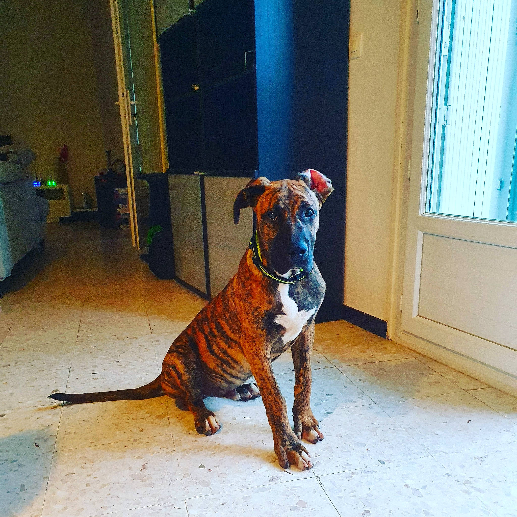 Milo a rejoint le concours — aidez-le/la à gagner de superbes lots ! canidae, carnivore, companion_dog, dog, dog_breed, dog_supply, door, fawn, felidae, floor, flooring, guard_dog, hardwood, room, snout, sporting_group, tail, terrestrial_animal, window, wood