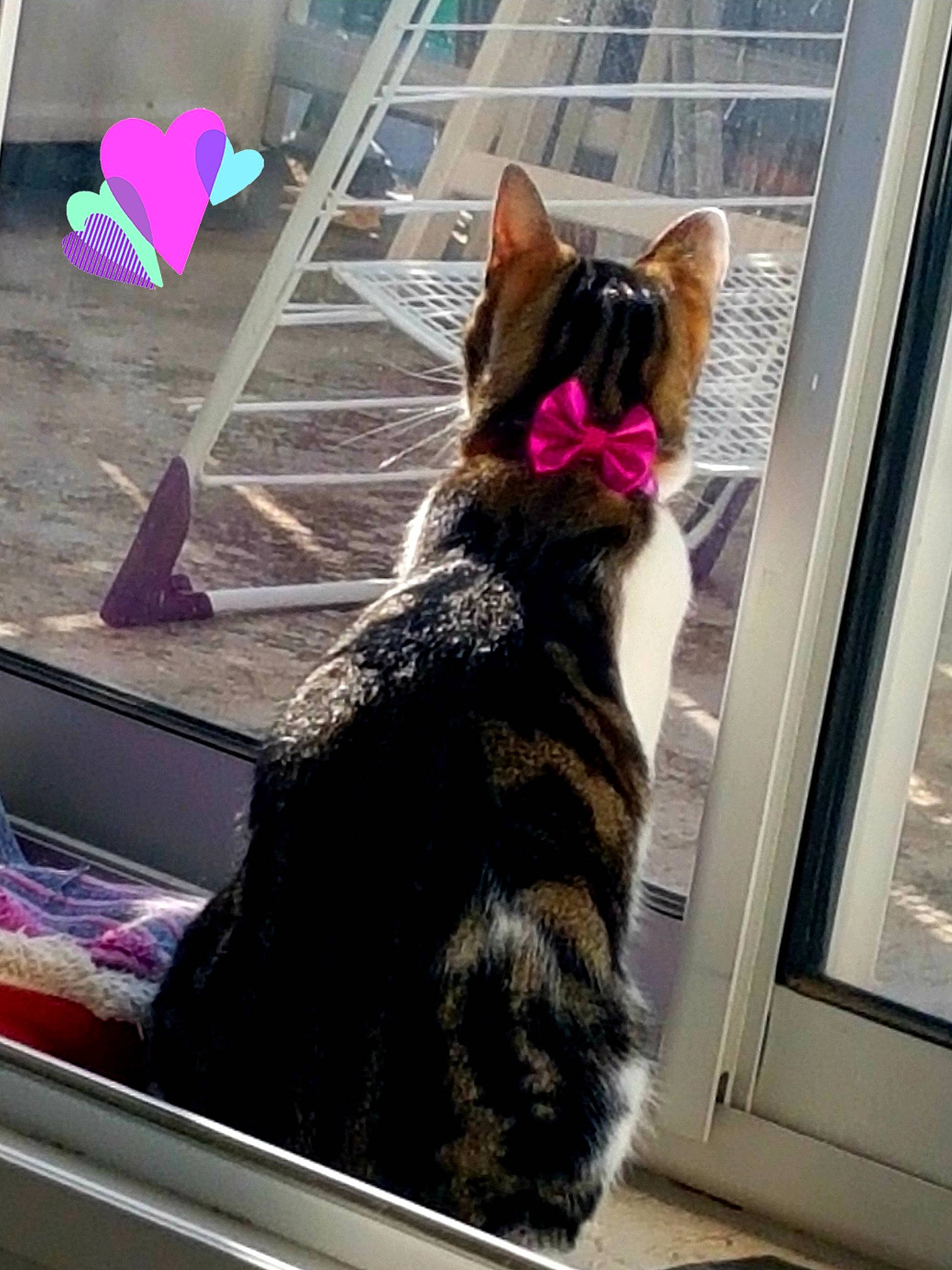 Tigrou participe au concours pour gagner de l'argent avec cette photo : carnivore, cat, domestic_short_haired_cat, felidae, foot, fur, human_leg, light, magenta, mammal, metal, paw, sitting, small_to_medium_sized_cats, tail, textile, tints_and_shades, vertebrate, whiskers, window