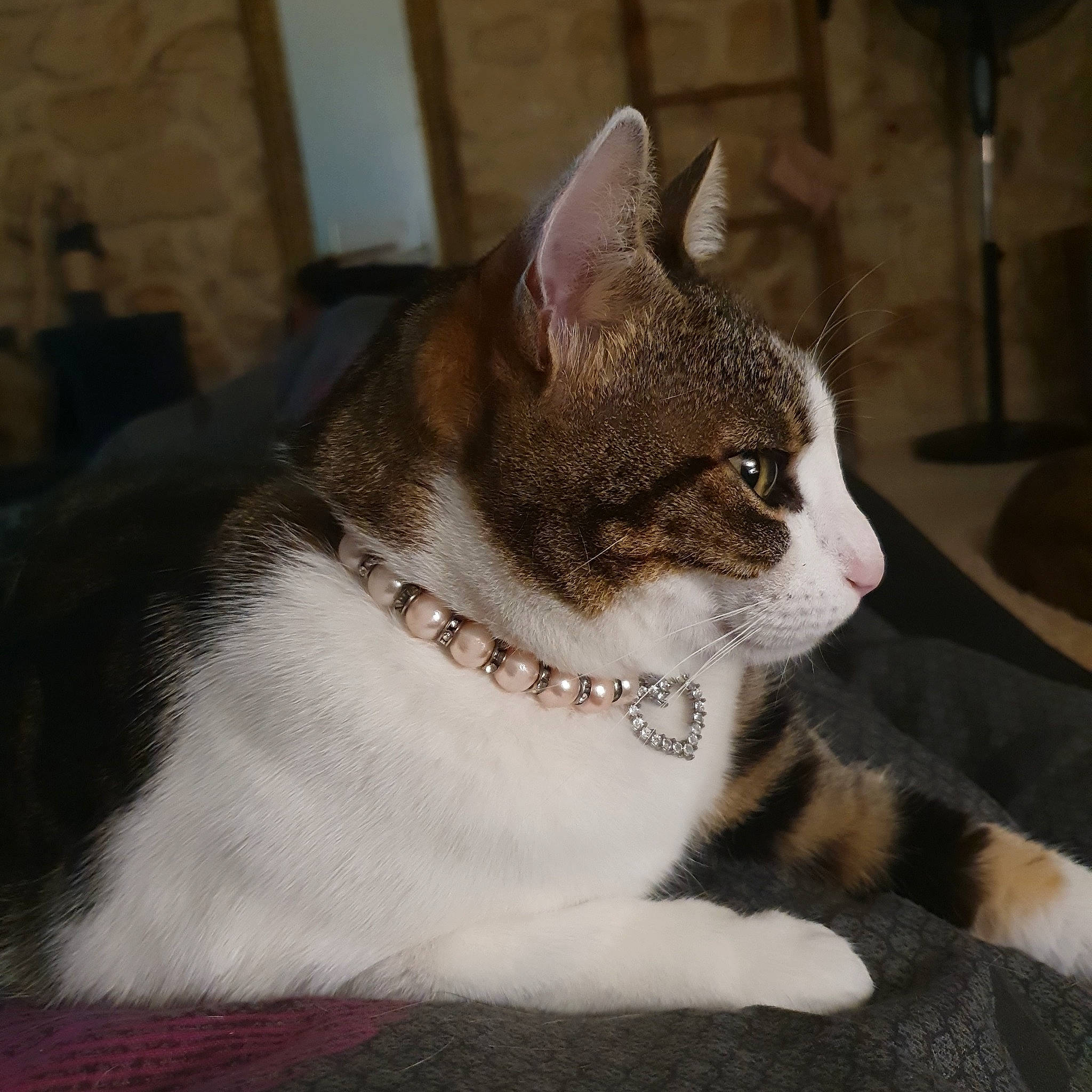 Tigrou participe au concours pour gagner de l'argent avec cette photo : carnivore, cat, collar, domestic_short_haired_cat, felidae, fur, paw, small_to_medium_sized_cats, snout, tail, terrestrial_animal, whiskers