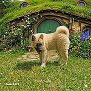 Bilbon a rejoint le concours — aidez-le/la à gagner de superbes lots ! puppy, dog, grass, flowers, green_door, hobbit_house, round_window, lantern, garden, plants, foliage, outdoor, cute, fluffy, nature, spring, yard, curious, small_dog, countryside