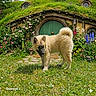 puppy, dog, grass, flowers, green_door, hobbit_house, round_window, lantern, garden, plants, foliage, outdoor, cute, fluffy, nature, spring, yard, curious, small_dog, countryside