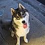 Vyk a rejoint le concours — aidez-le/la à gagner de superbes lots ! dog, husky, canine, pet, animal, outdoor, concrete, sidewalk, tongue_out, happy, fur, ears, sitting, looking_up, daylight, street, paw, cute, friendly, mammal