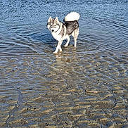 Vyk participe au concours pour gagner de l'argent avec cette photo : dog, husky, water, shallow_water, wet_sand, ripples, reflection, outdoor, pet, animal, canine, fur, tail, walking, nature, daylight, shore, beach, summer, adventure