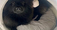 Winnie participe au concours pour gagner de l'argent avec cette photo : dog, black_dog, pet_cave, pet_bed, fluffy, indoor, cozy, pom_pom, toy, wooden_floor, curious, cute, animal, companion, resting, small_dog, furry, domestic_animal, cute_pet, relaxed
