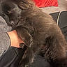 puppy, dog, sleeping, black_fur, fluffy, pet, cozy, cuddle, indoor, person, hand, red_pillow, sofa, relaxing, nap, fur, cute, animal, resting, companion