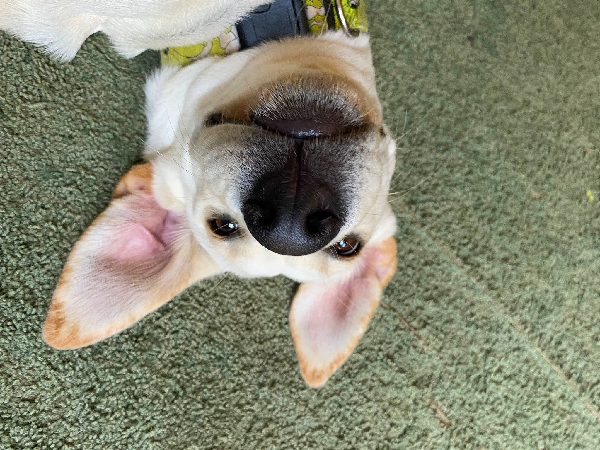 Honey joined the competition — help win amazing prizes! canidae, carnivore, comfort, companion_dog, dog, dog_breed, ear, fawn, foot, hand, nail, paw, puppy_love, sporting_group, tail, terrestrial_animal, toy_dog, whiskers, working_animal, wrinkle