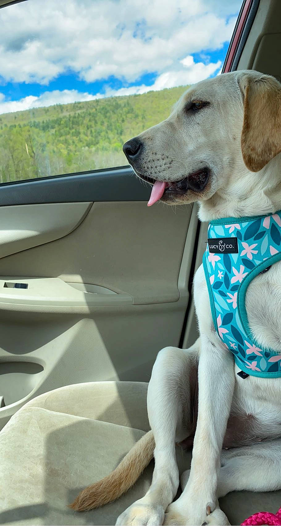 Honey joined the competition — help win amazing prizes! auto_part, automotive_design, automotive_exterior, car, car_seat, carnivore, cloud, collar, companion_dog, dog, dog_breed, dog_collar, fawn, hood, human_leg, sky, snout, thigh, vehicle_door, windshield
