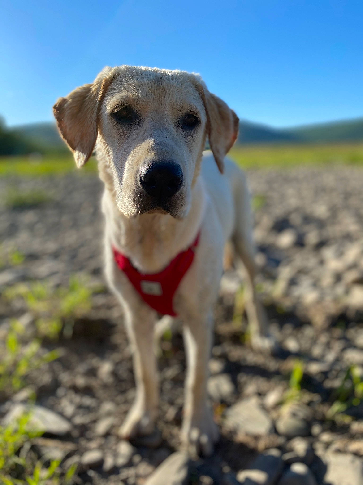 Honey joined the competition — help win amazing prizes! carnivore, companion_dog, dog, dog_breed, dog_collar, fawn, grass, grassland, horizon, labrador_retriever, landscape, sand, sky, soil, sporting_group, street_dog, terrestrial_animal, whiskers, working_animal, working_dog