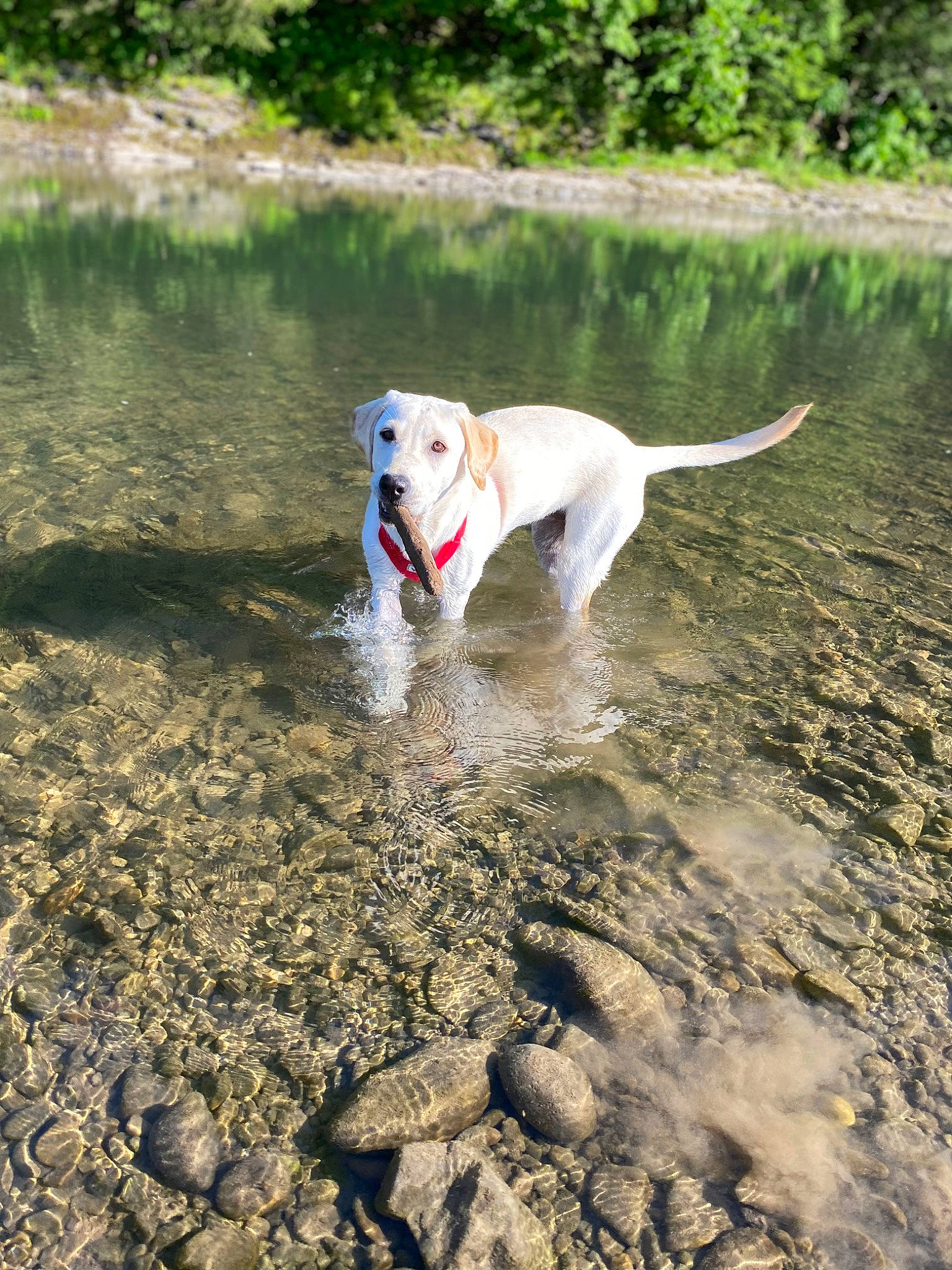 Honey joined the competition — help win amazing prizes! body_of_water, canidae, carnivore, collar, companion_dog, dog, dog_breed, dog_collar, fawn, lake, liquid, pet_supply, plant, sand, snout, soil, tail, tree, water, working_animal