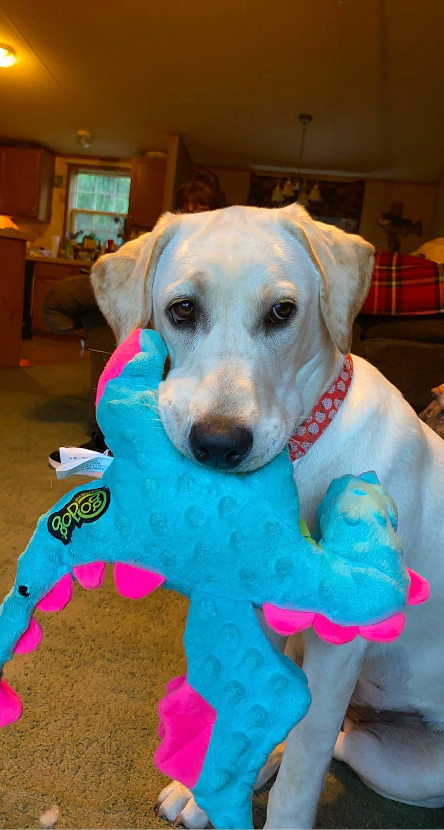 Honey is registered to the contest to win money with this photo: canidae, carnivore, chair, collar, companion_dog, dog, dog_breed, dog_clothes, dog_collar, dog_supply, fawn, fur, mammal, pet_supply, pink, retriever, snout, sporting_group, whiskers, working_animal