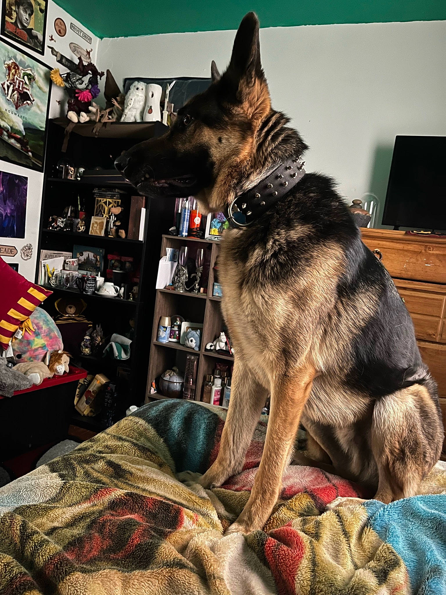 Simba is registered to the contest to win money with this photo: canidae, carnivore, collar, companion_dog, dog, dog_breed, dog_collar, east_european_shepherd, felidae, fur, german_shepherd_dog, guard_dog, herding_dog, king_shepherd, picture_frame, shelf, small_to_medium_sized_cats, snout, sporting_group, whiskers