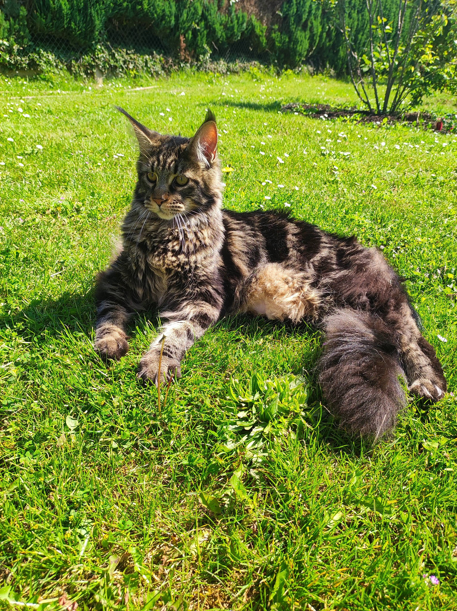 T'Zigane a rejoint le concours — aidez-le/la à gagner de superbes lots ! canidae, carnivore, cat, dog_breed, domestic_short_haired_cat, felidae, fur, grass, grassland, groundcover, pasture, plant, small_to_medium_sized_cats, snout, sporting_group, tail, terrestrial_animal, tree, whiskers, wildlife