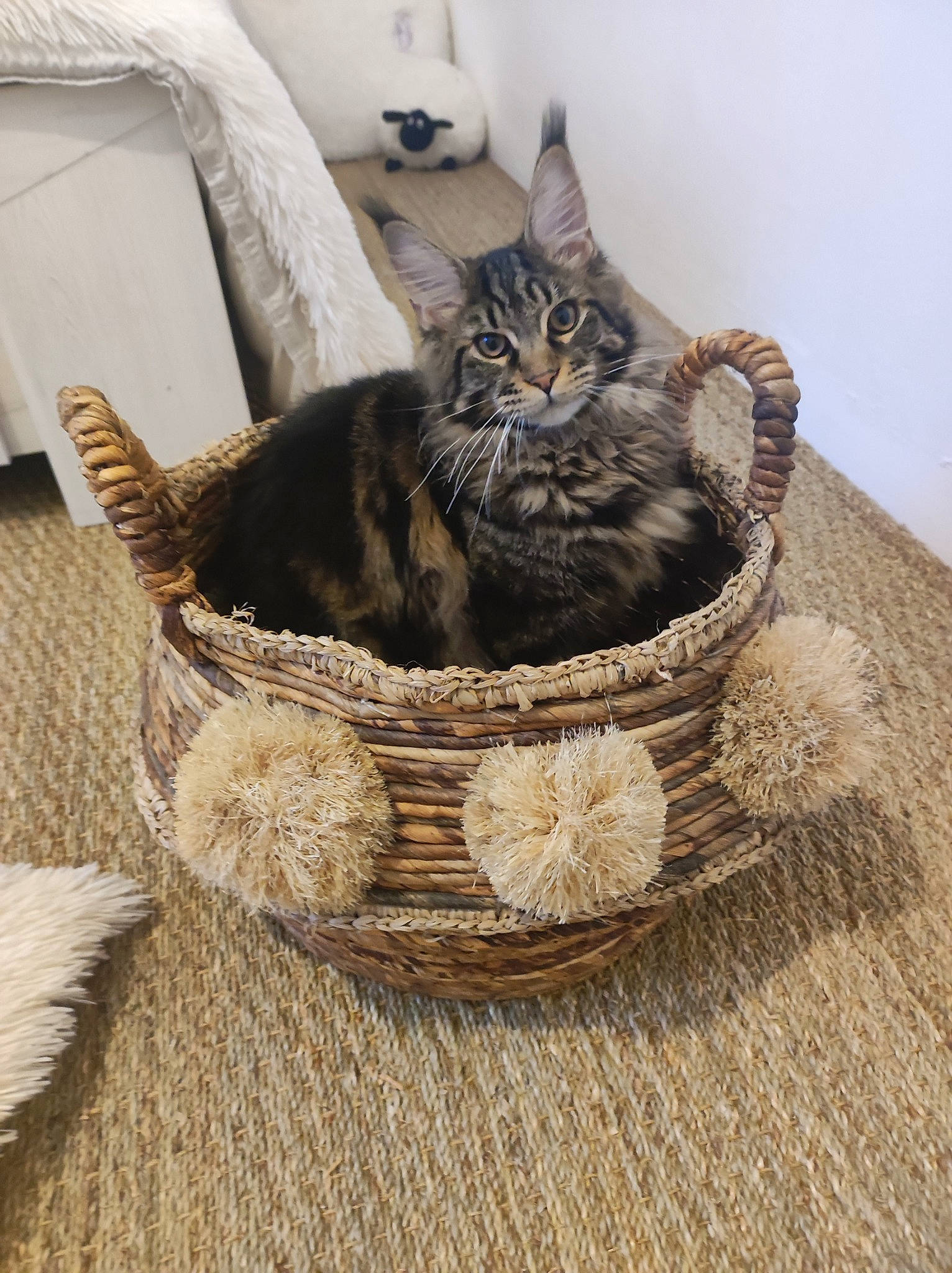 T'Zigane a rejoint le concours — aidez-le/la à gagner de superbes lots ! bag, basket, carnivore, cat, cat_bed, cat_supply, comfort, domestic_short_haired_cat, felidae, fur, grey, linens, luggage_and_bags, natural_material, small_to_medium_sized_cats, storage_basket, terrestrial_animal, whiskers, wicker, wood