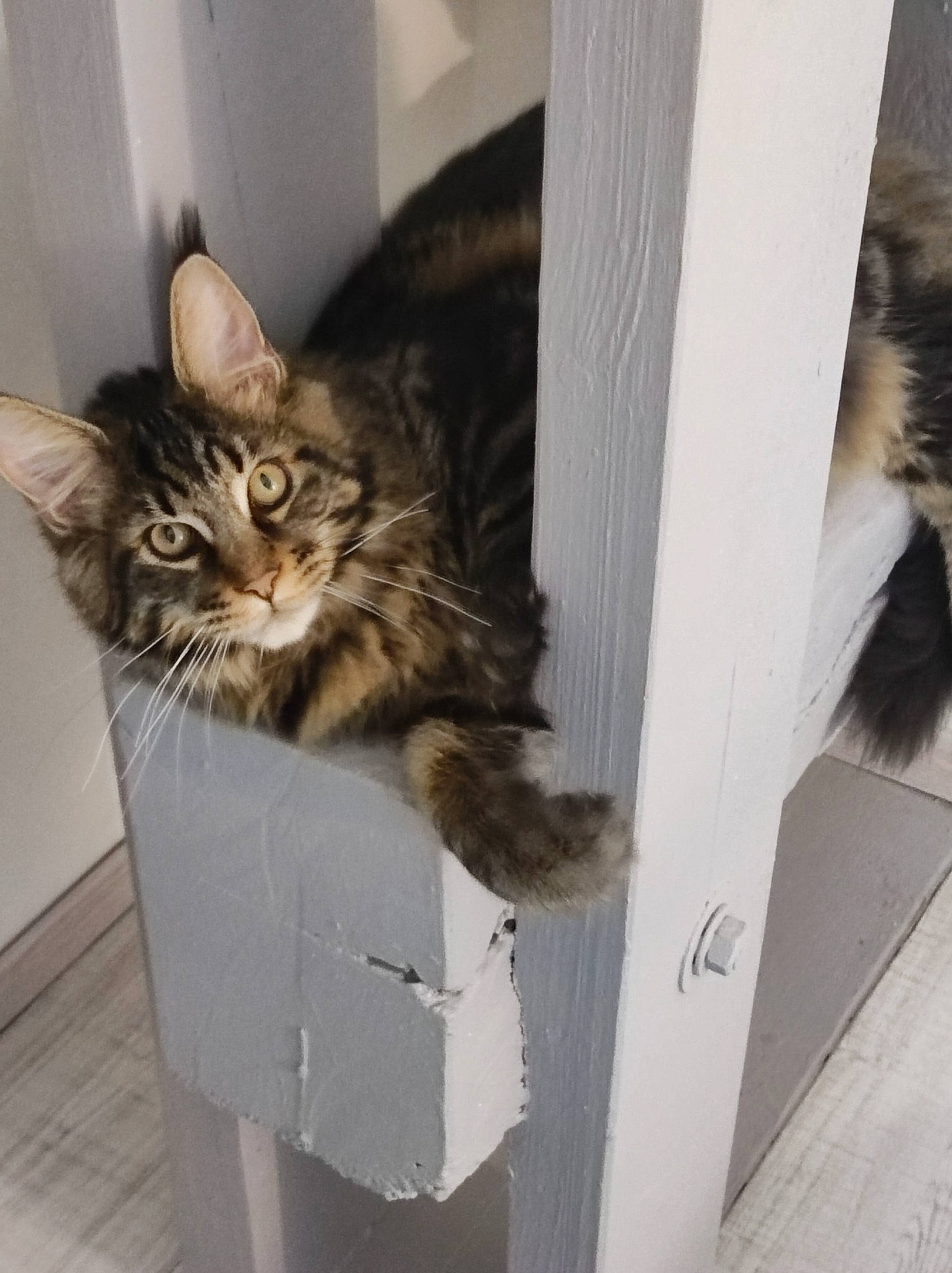 T'Zigane participe au concours pour gagner de l'argent avec cette photo : box, cardboard, carnivore, cat, domestic_short_haired_cat, door, felidae, fur, packaging_and_labeling, shipping_box, small_to_medium_sized_cats, tail, whiskers, wood