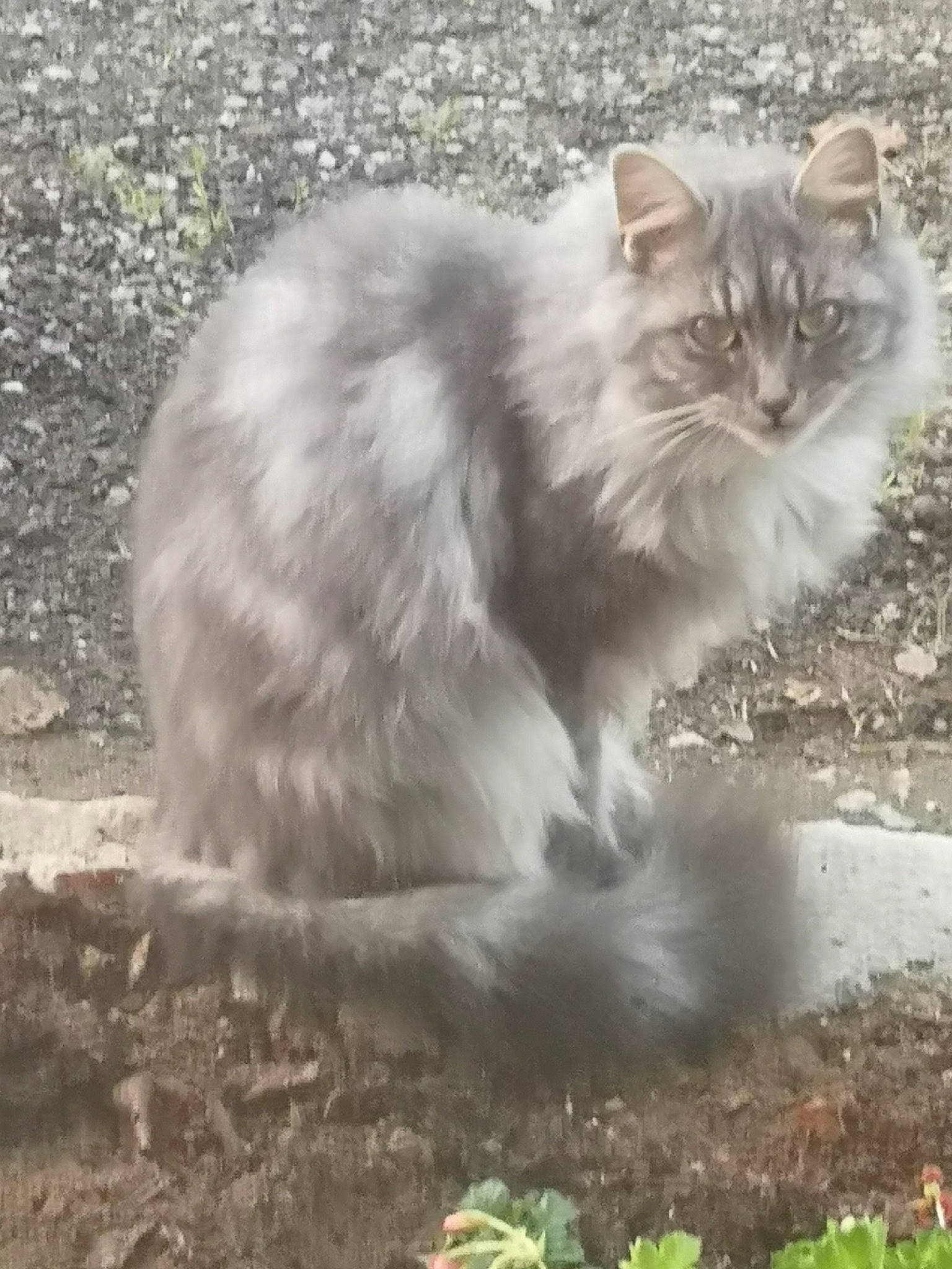 Plum participe au concours pour gagner de l'argent avec cette photo : carnivore, cat, felidae, fur, grass, plant, small_to_medium_sized_cats, snout, soil, terrestrial_animal, whiskers