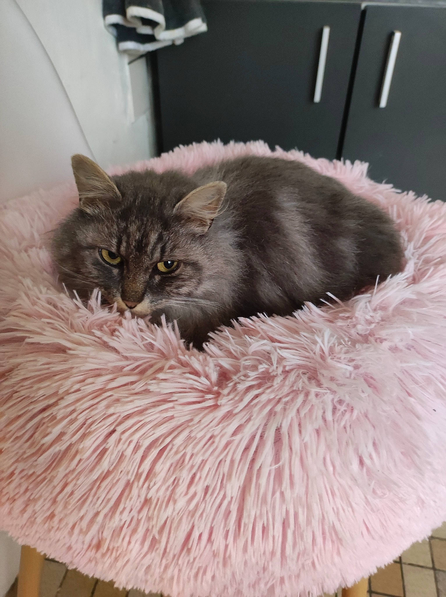 Plum a rejoint le concours — aidez-le/la à gagner de superbes lots ! bed, british_longhair, carnivore, cat, cat_bed, cat_supply, claw, comfort, couch, fawn, felidae, fur, grey, natural_material, paw, small_to_medium_sized_cats, tail, whiskers