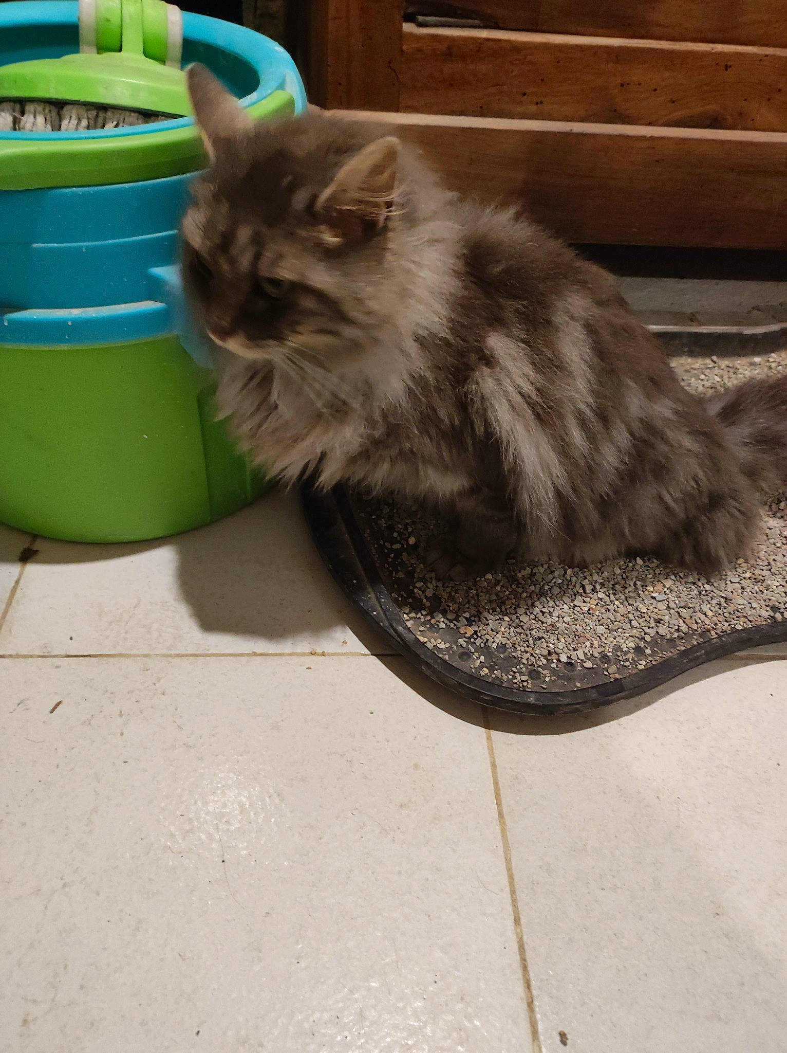 Plum a rejoint le concours — aidez-le/la à gagner de superbes lots ! british_longhair, carnivore, cat, claw, domestic_short_haired_cat, felidae, fur, grass, household_supply, mammal, metal, paw, pet_supply, plant, road_surface, small_to_medium_sized_cats, tail, vertebrate, whiskers