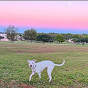 Khloe is registered to the contest to win money with this photo: dog, white_dog, grass, field, outdoor, sunset, pastel_sky, lake, trees, nature, collar, animal, canine, park, landscape, evening, open_space, greenery, pets, serene