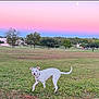 dog, white_dog, grass, field, outdoor, sunset, pastel_sky, lake, trees, nature, collar, animal, canine, park, landscape, evening, open_space, greenery, pets, serene