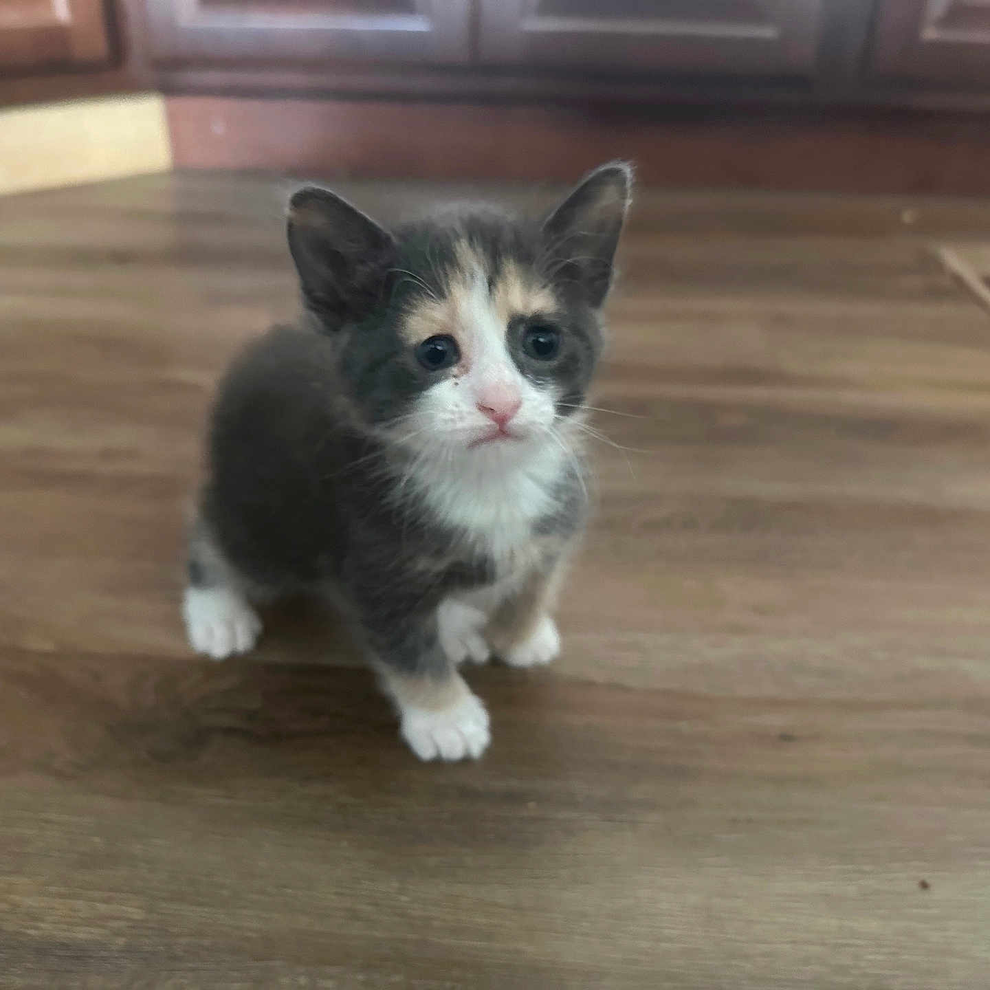 Mimi joined the competition — help win amazing prizes! abyssinian, animal, canine, cat, dog, hardwood, indoors, interiordesign, kitten, manx, pet, plywood, puppy, stainedwood, wood