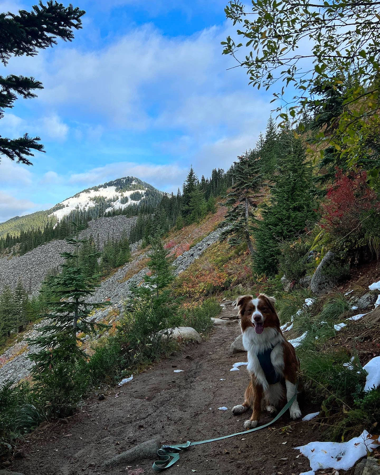 Henri joined the competition — help win amazing prizes! adventure, canidae, carnivore, cloud, companion_dog, dog, dog_breed, fawn, hill, landscape, mountain, mountainous_landforms, plant, recreation, sky, slope, sporting_group, tail, trail, tree