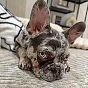 Boyka a rejoint le concours — aidez-le/la à gagner de superbes lots ! dog, french_bulldog, puppy, merle, close_up, blue_eyes, ears, lying_down, blanket, indoor, pet, cute, animal, fur, snout, resting, home, cozy, portrait, sleepy