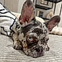 dog, french_bulldog, puppy, merle, close_up, blue_eyes, ears, lying_down, blanket, indoor, pet, cute, animal, fur, snout, resting, home, cozy, portrait, sleepy