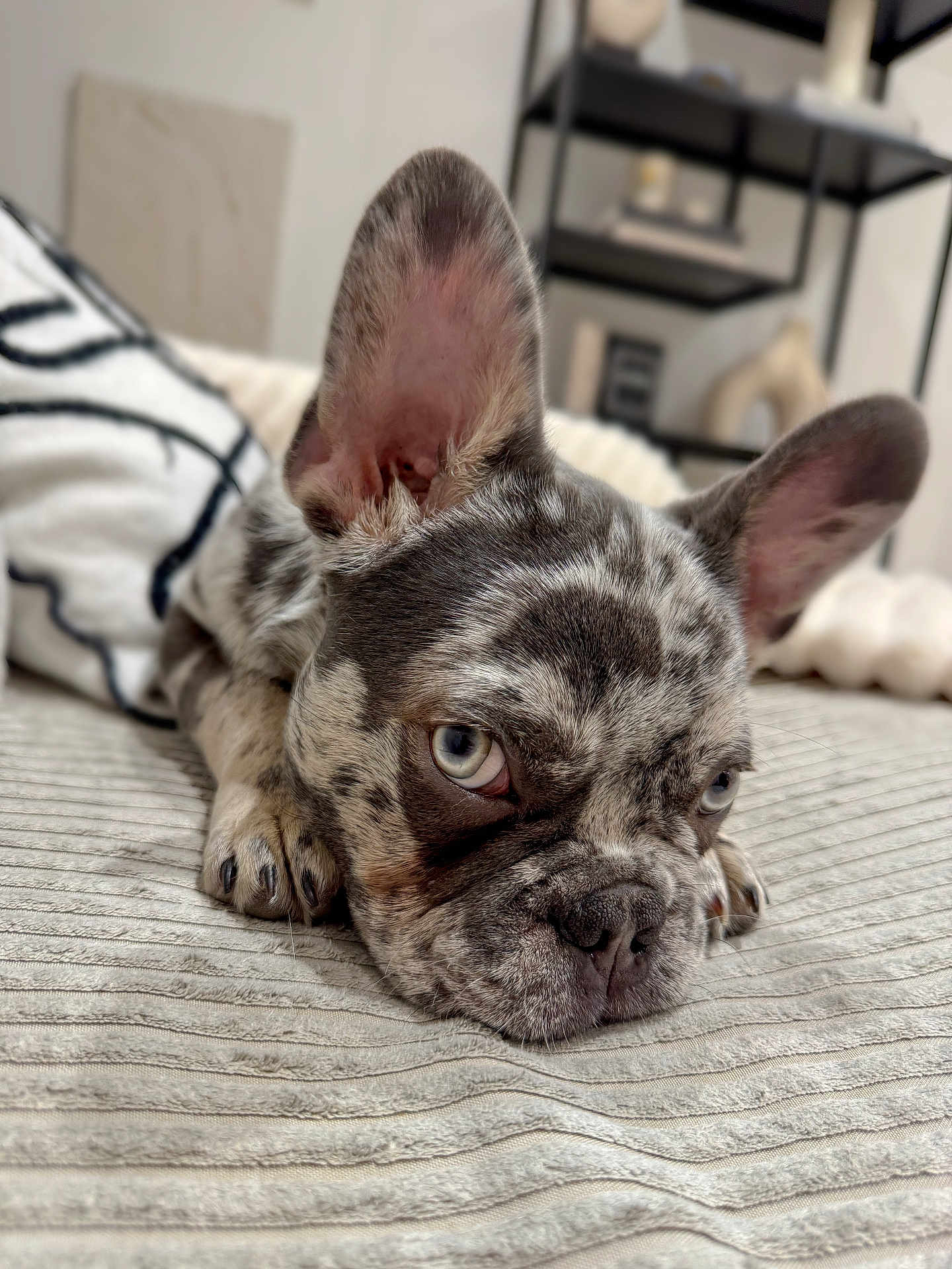 Boyka a rejoint le concours — aidez-le/la à gagner de superbes lots ! dog, french_bulldog, puppy, merle, close_up, blue_eyes, ears, lying_down, blanket, indoor, pet, cute, animal, fur, snout, resting, home, cozy, portrait, sleepy
