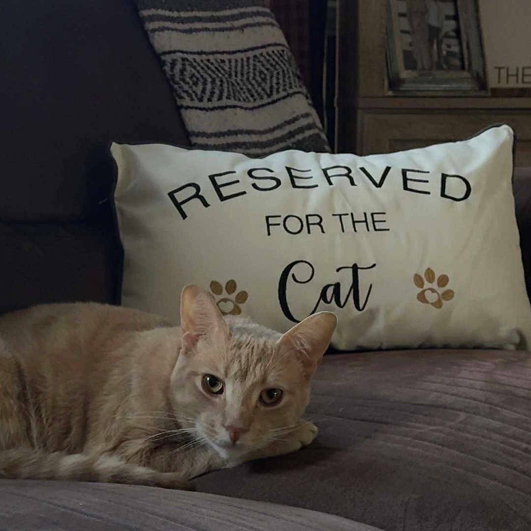 Leo joined the competition — help win amazing prizes! animal, beige, brown, cat, comfortable, couch, cozy, cute, domestic, feline, fur, home_decor, indoor, living_room, paw_print, pet, pillow, relaxed, resting, text_on_pillow
