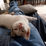 Chipie participe au concours pour gagner de l'argent avec cette photo : cat, upside_down, lap, jeans, indoor, relaxed, pet, animal, cozy, furniture, person, casual, whiskers, pink_nose, soft_light, home, floor, carpet, couch, resting
