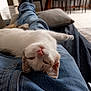 cat, upside_down, lap, jeans, indoor, relaxed, pet, animal, cozy, furniture, person, casual, whiskers, pink_nose, soft_light, home, floor, carpet, couch, resting