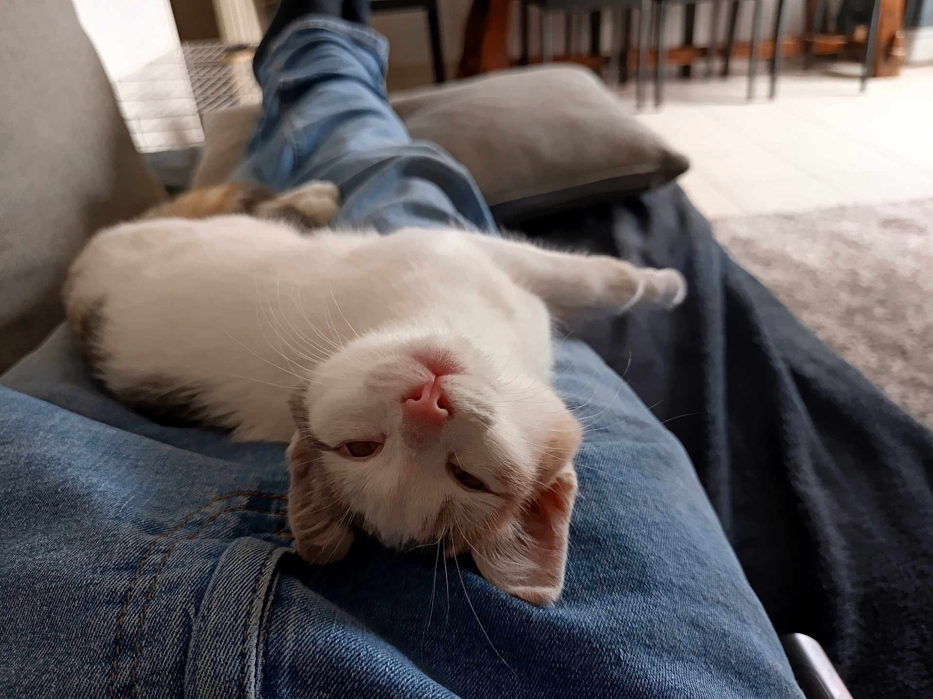 Chipie