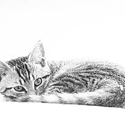 Tigris participe au concours pour gagner de l'argent avec cette photo : animal, black_and_white, cat, closeup, curious, cute, domestic_animal, ears, eyes, feline, fur, kitten, pet, portrait, resting, sleeping, soft_light, tabby, tail, whiskers