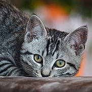 Tigris participe au concours pour gagner de l'argent avec cette photo : animal, cat, close_up, curious, cute, domestic, ears, feline, fur, green_eyes, indoor, kitten, lying_down, mammal, pet, portrait, soft, tabby, whiskers, young