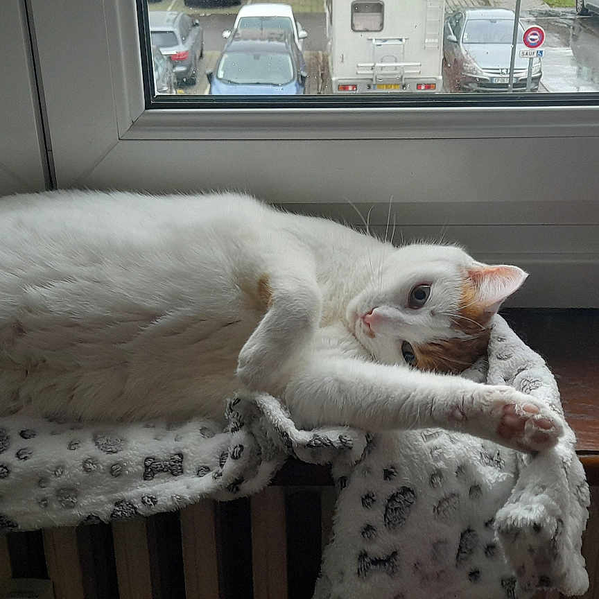 Praline participe au concours pour gagner de l'argent avec cette photo : animal, car, cat, couch, crib, furniture, hardwood, homedecor, indoors, infantbed, kitten, machine, manx, pet, transportation, vehicle, wheel, window, windowsill, wood