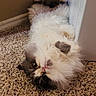 cat, fluffy, upside_down, carpet, indoor, pet, cute, fur, whiskers, relaxed, cozy, corner, domestic_animal, small_animal, animal, playful, lying_down, curious, white, gray