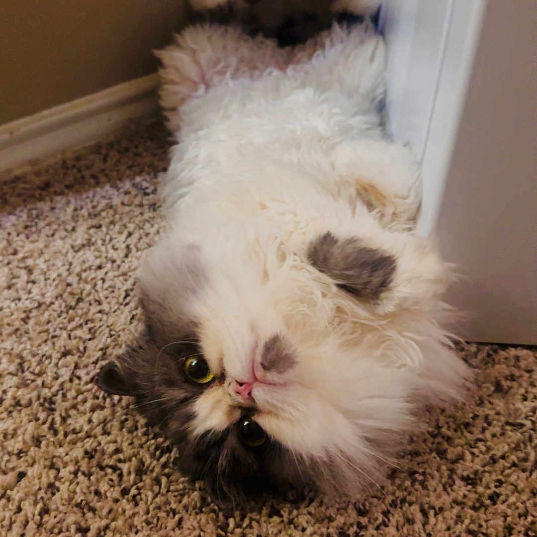 Stella