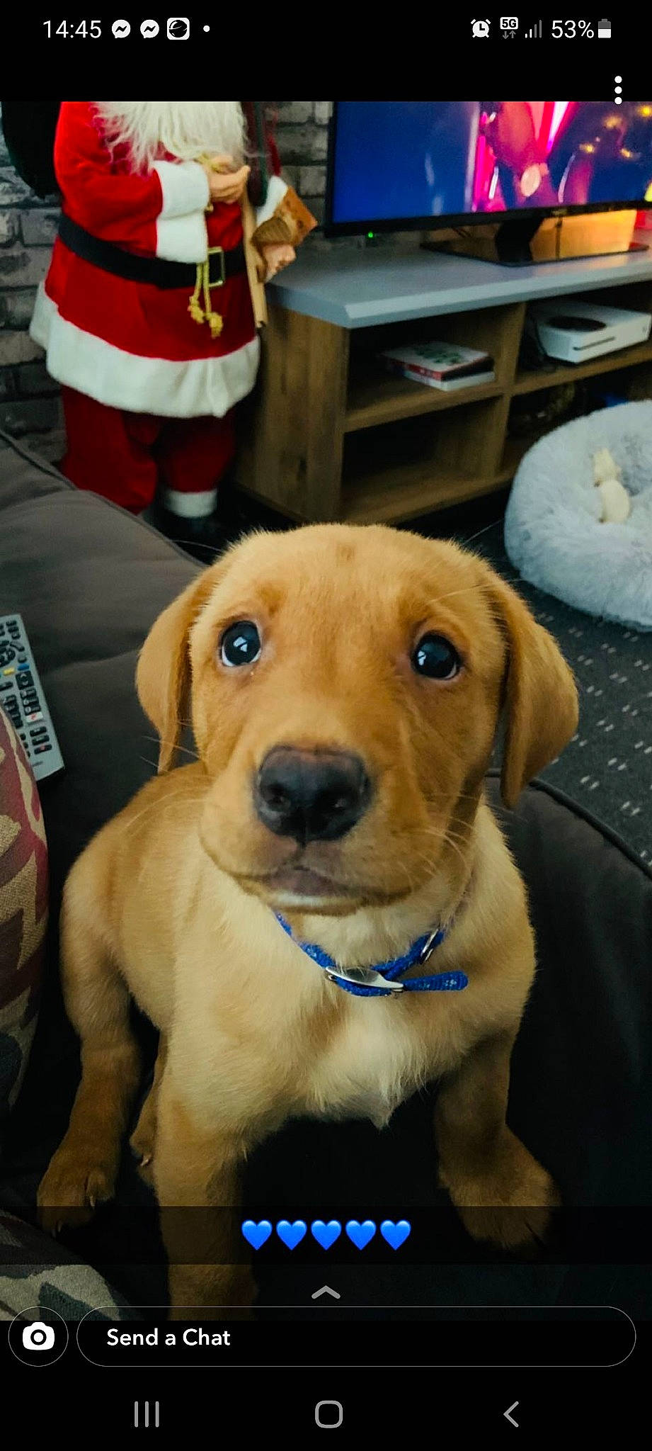 Duke joined the competition — help win amazing prizes! canidae, carnivore, collar, companion_dog, dog, dog_breed, dog_collar, dog_supply, event, fawn, fur, hat, leash, personal_protective_equipment, pet_supply, retriever, snout, sporting_group, whiskers, working_animal