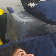 Panda joined the competition — help win amazing prizes! black_and_white_cat, blue_pillow, casual, cat, couch, cozy, curious, face, furniture, head, home, indoor, looking_up, person, pillow, plastic_container, relaxed, resting, smile, storage