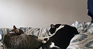 Panda joined the competition — help win amazing prizes! animal, bed, black_and_white_cat, blanket, cat, cozy, domestic_animal, feline, fur, home, indoor, mirror, patterned_bedspread, quiet, relaxation, resting, sleeping, tabby_cat, two_cats, wall