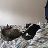 animal, bed, black_and_white_cat, blanket, cat, cozy, domestic_animal, feline, fur, home, indoor, mirror, patterned_bedspread, quiet, relaxation, resting, sleeping, tabby_cat, two_cats, wall