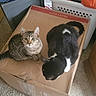 Panda is registered to the contest to win money with this photo: animal_pair, black_and_white_cat, cardboard_box, carpet, cat, clothing, cozy, curious, domestic_animals, feline, floor, home, indoor, laundry_basket, pets, resting, sleeping, soft_lighting, tabby_cat, taped_box