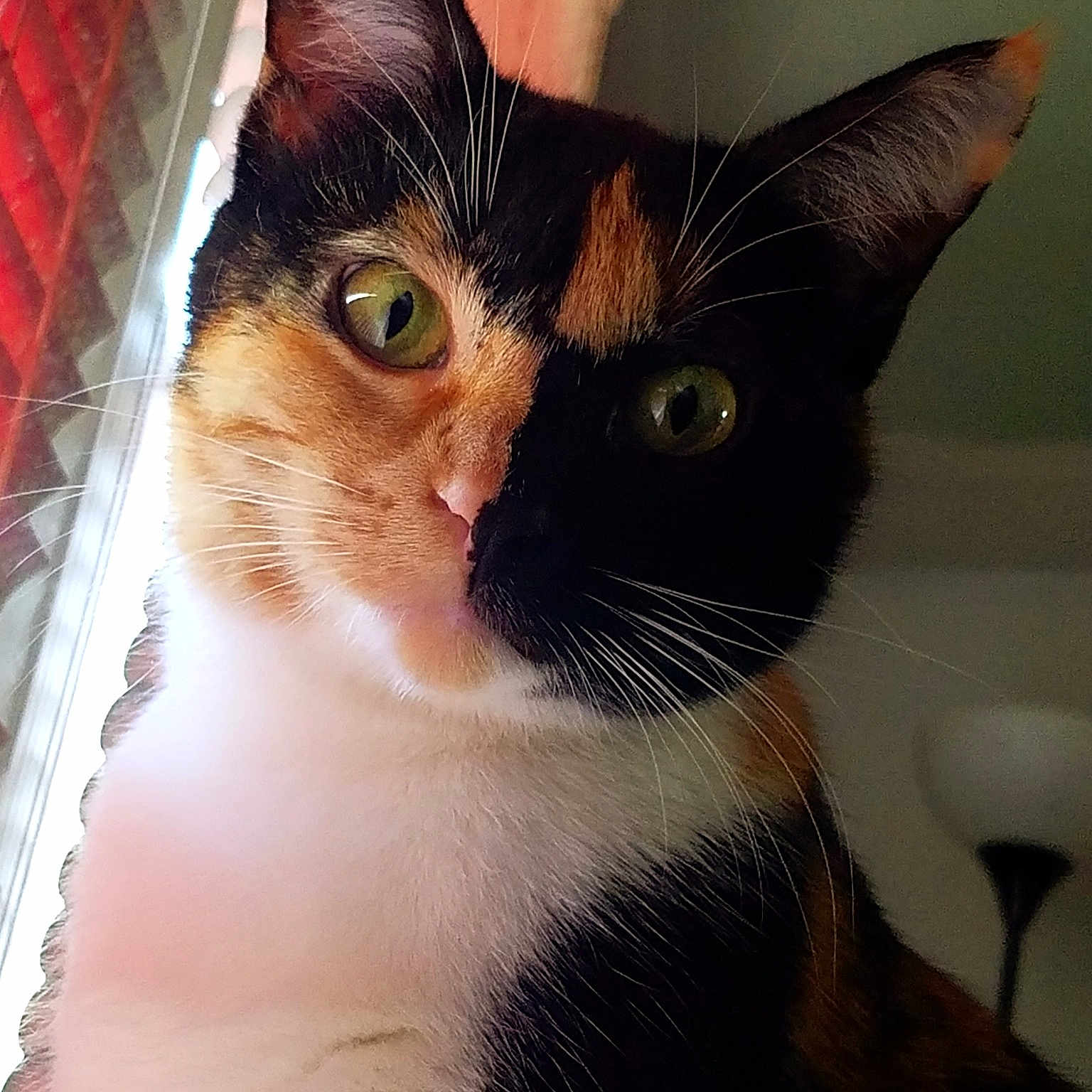 Midna joined the competition — help win amazing prizes! asian, carnivore, cat, domestic_short_haired_cat, ear, european_shorthair, eye, felidae, fur, kitten, small_to_medium_sized_cats, snout, whiskers