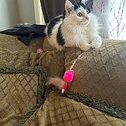 Tina is registered to the contest to win money with this photo: cat, black_and_white, fluffy, couch, pink_toy, feather, window, curtains, indoor, pet, playful, alert, furniture, home, cozy, patterned, sunlight, animal, cute, relaxed